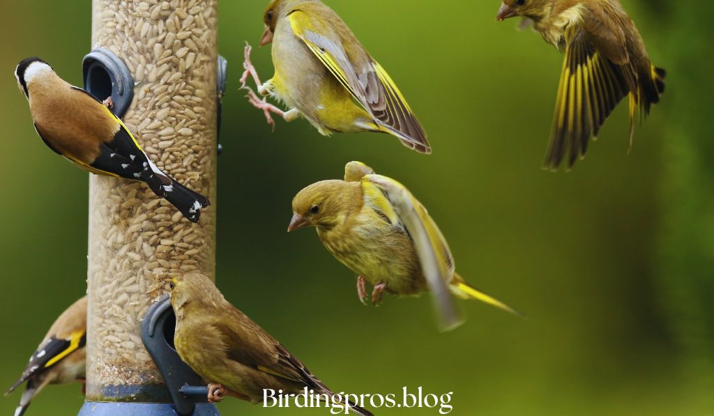 Aldi Bird Feeders