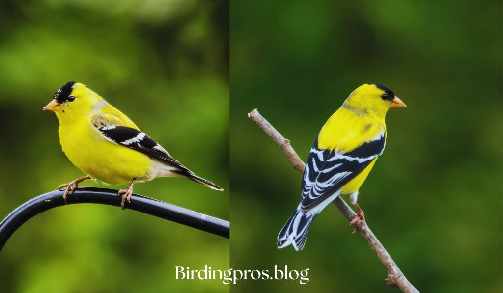American Goldfinch