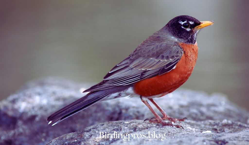 American Robin