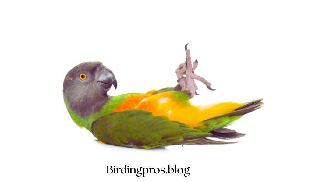Behavioral Understanding of Green Parrots