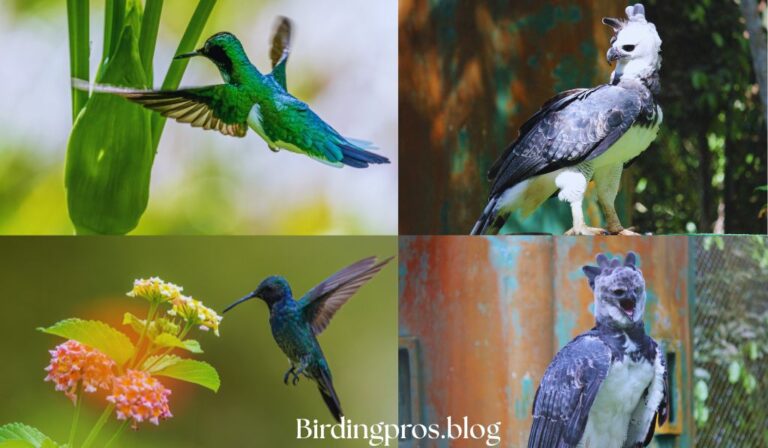 Best Birding Lodging in Panama