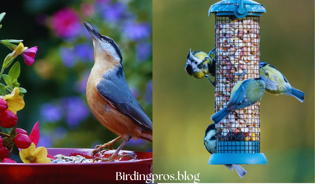 Best Food to Attract Birds