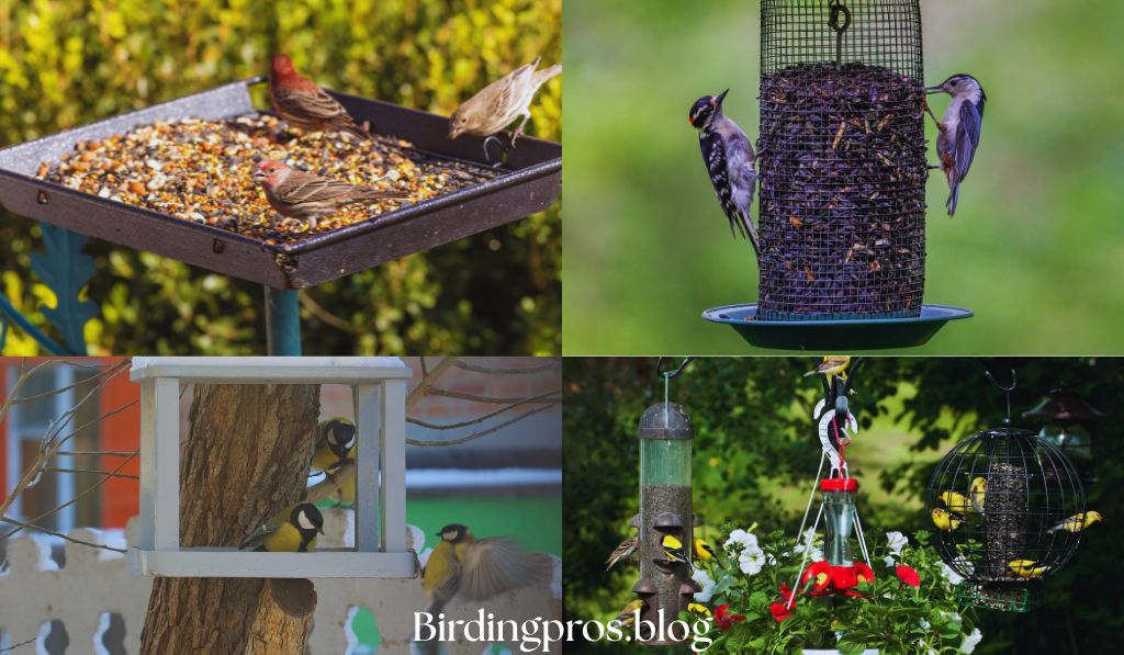 Bird Feeder Types for Backyard Birding