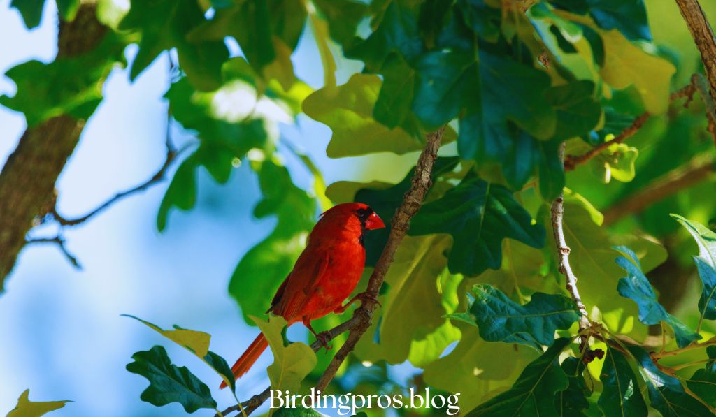 Bird-Friendly Yard