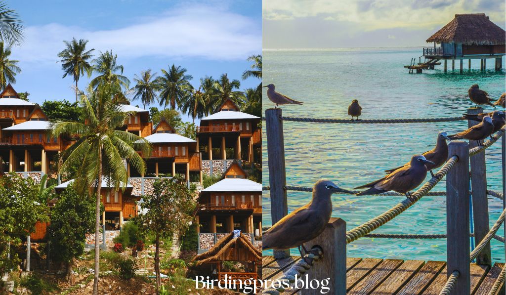 Bird Island Bungalows, Bocas del Toro