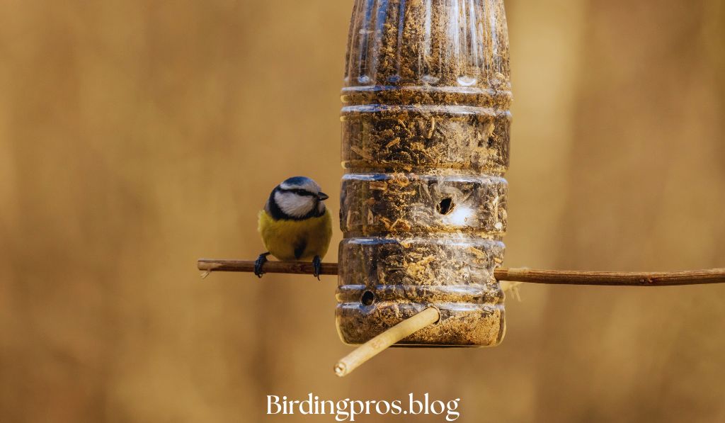 Bird Nutrition Requirements for Backyard Birding