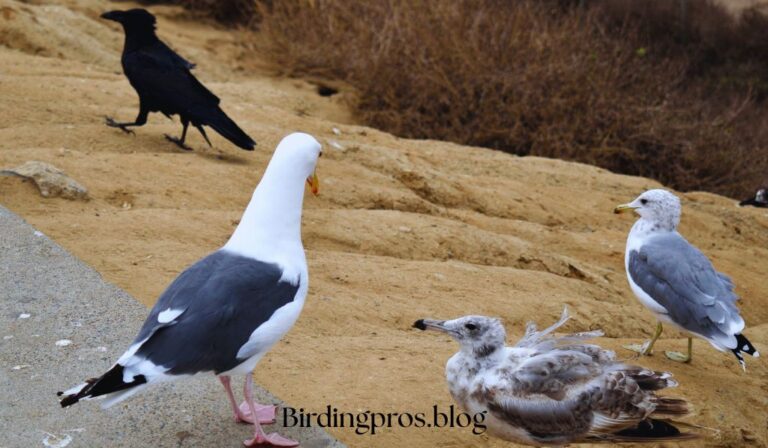 Birds in San Diego