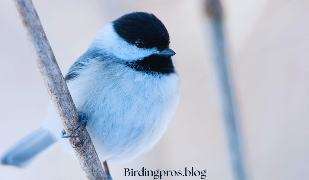 Black-capped Chickadee