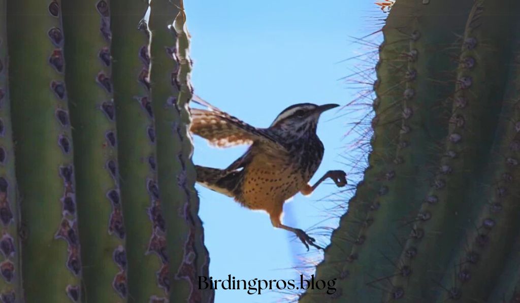 Breeding and Nesting in Harsh Environments