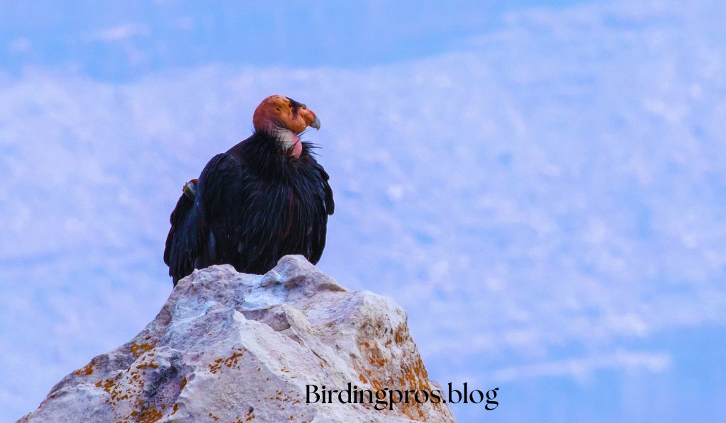 California Condor A Conservation Success Story