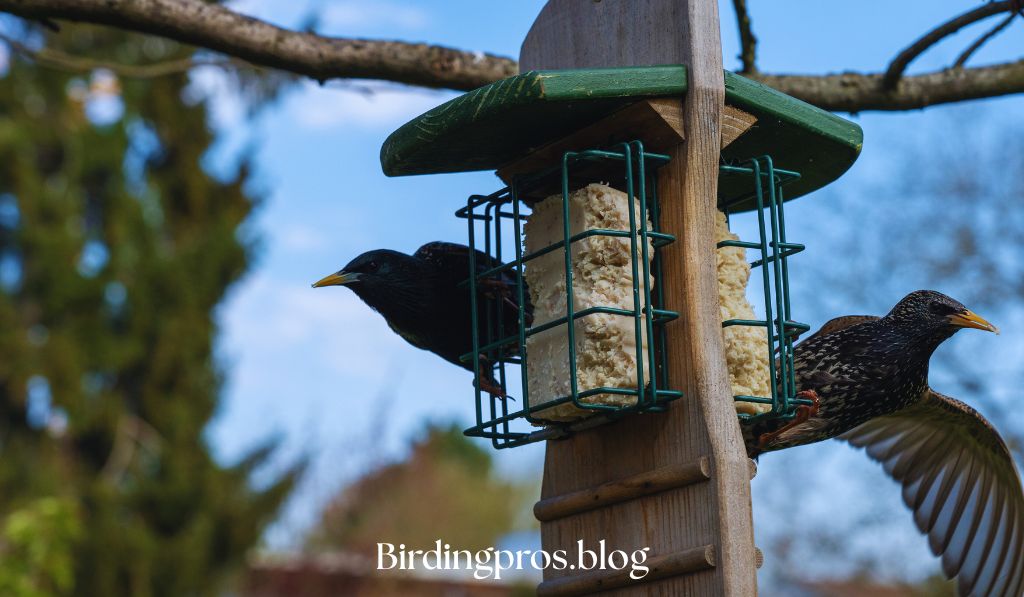 Clean Feeding Stations