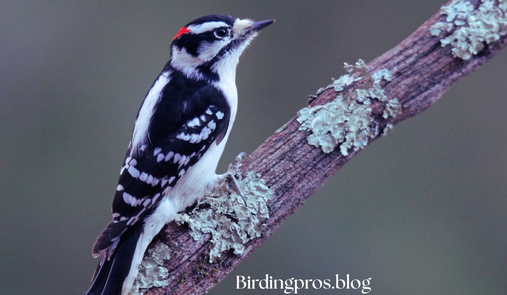 Downy Woodpecker