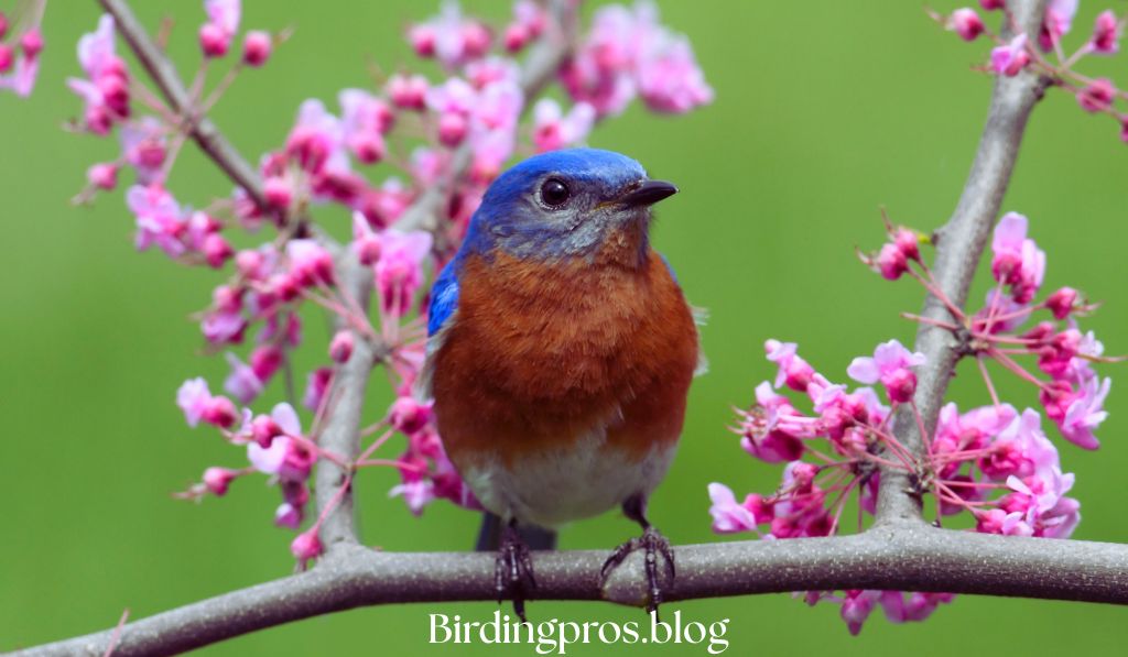Eastern Bluebird
