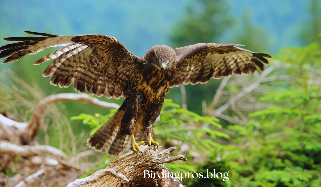 Effective Hawks Repellent Strategies