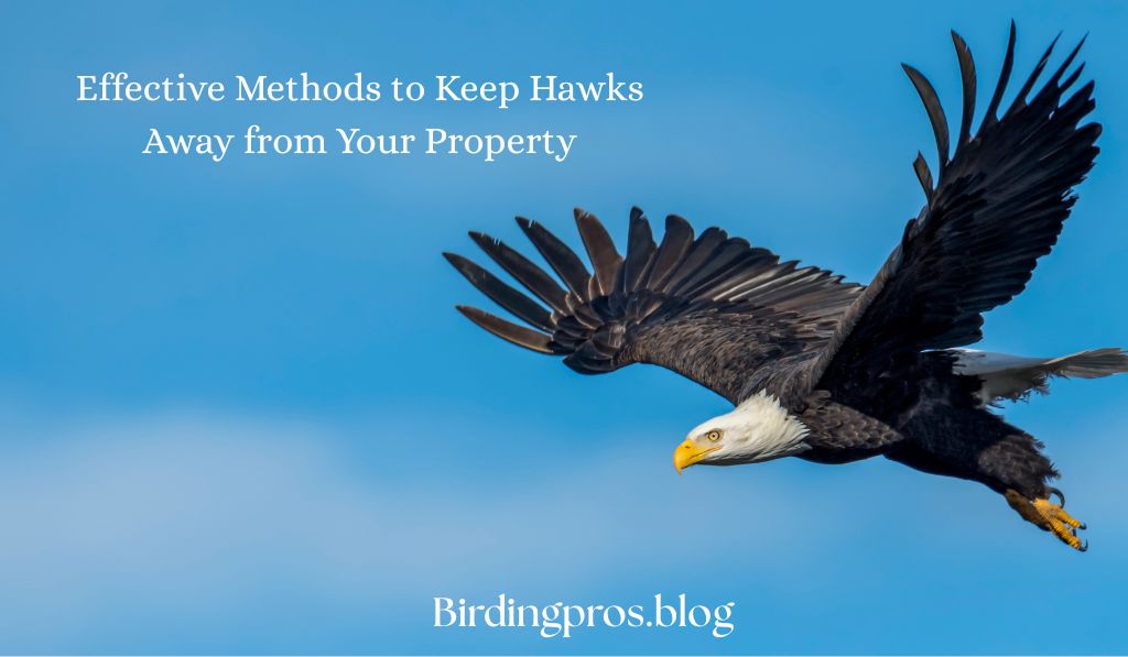 Effective Methods to Keep Hawks Away from Your Property