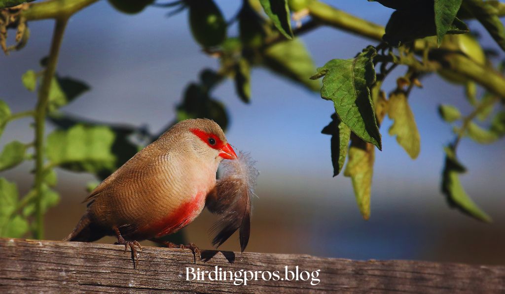Engage with Your Finch Visitors