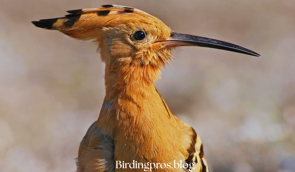 Feathers of Obscurity Understanding Rarity in Avian Species