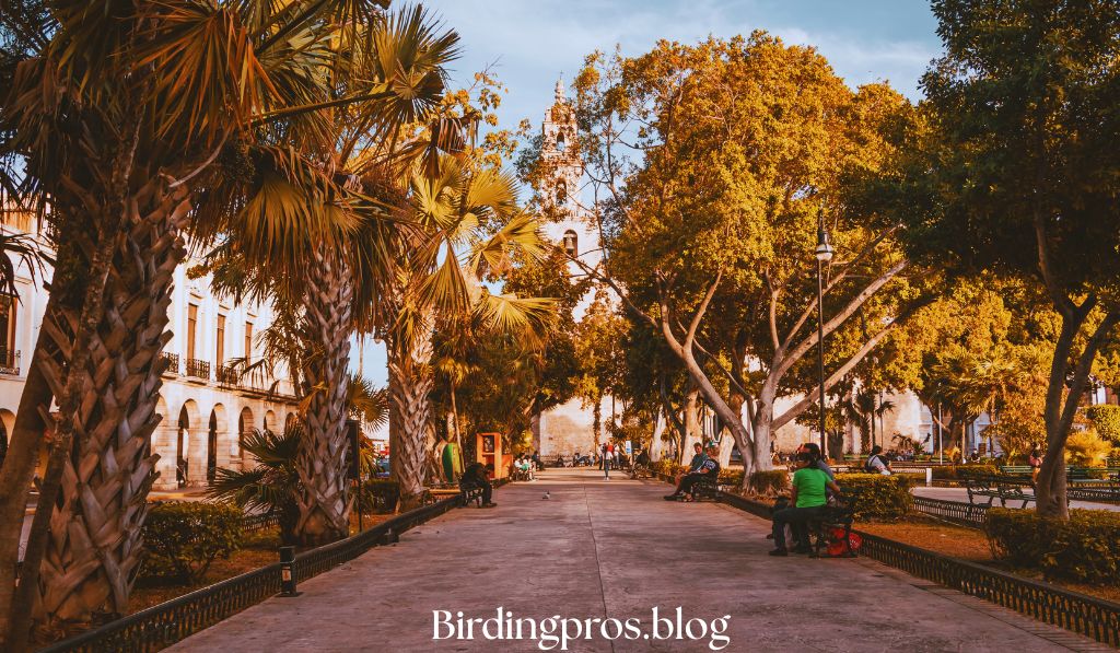 Finca Lerida, Boquete