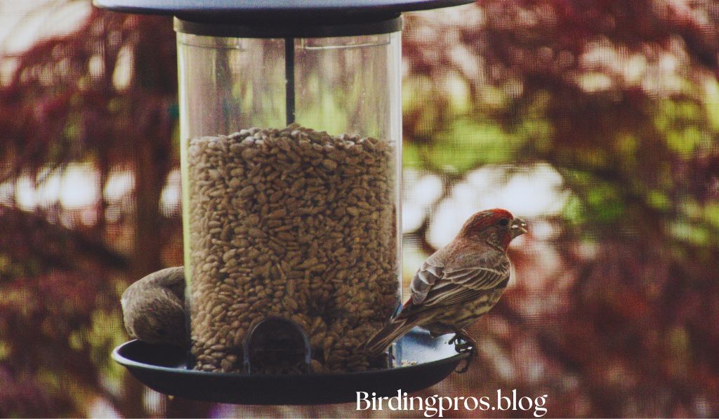 Finch Feeders Finch Feeders