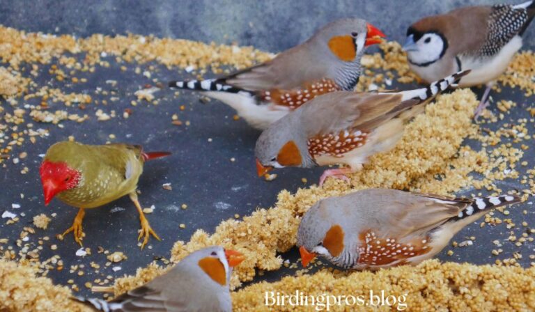 Finches