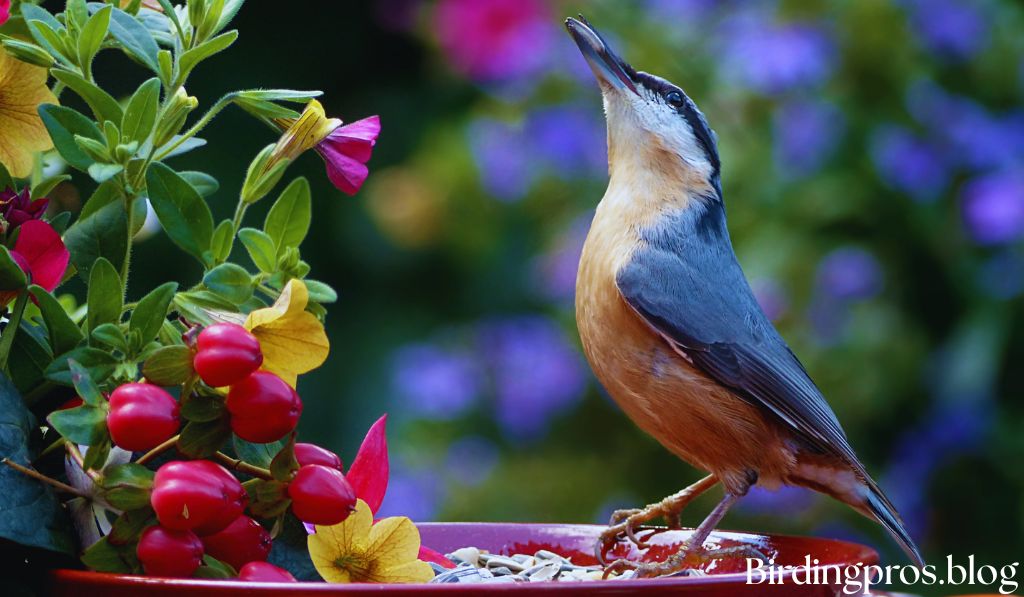 Food Sources in Bird-Friendly Gardens