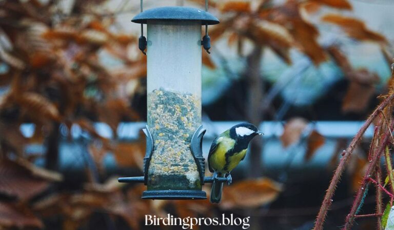 Food for Backyard Birding