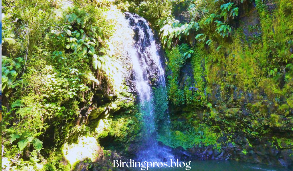 Gamboa Rainforest Resort, Canal Zone