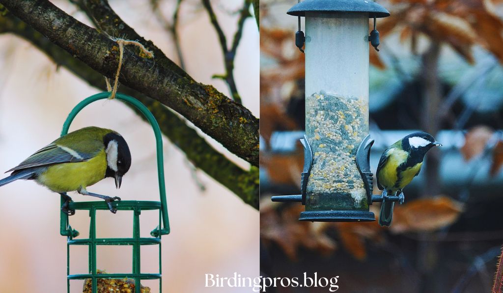 Garden Design for Wildlife and Birds