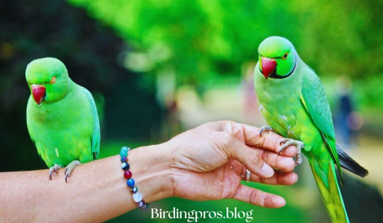 Green Parrot