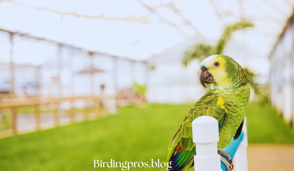 Green Parrot Species and Their Natural Origins