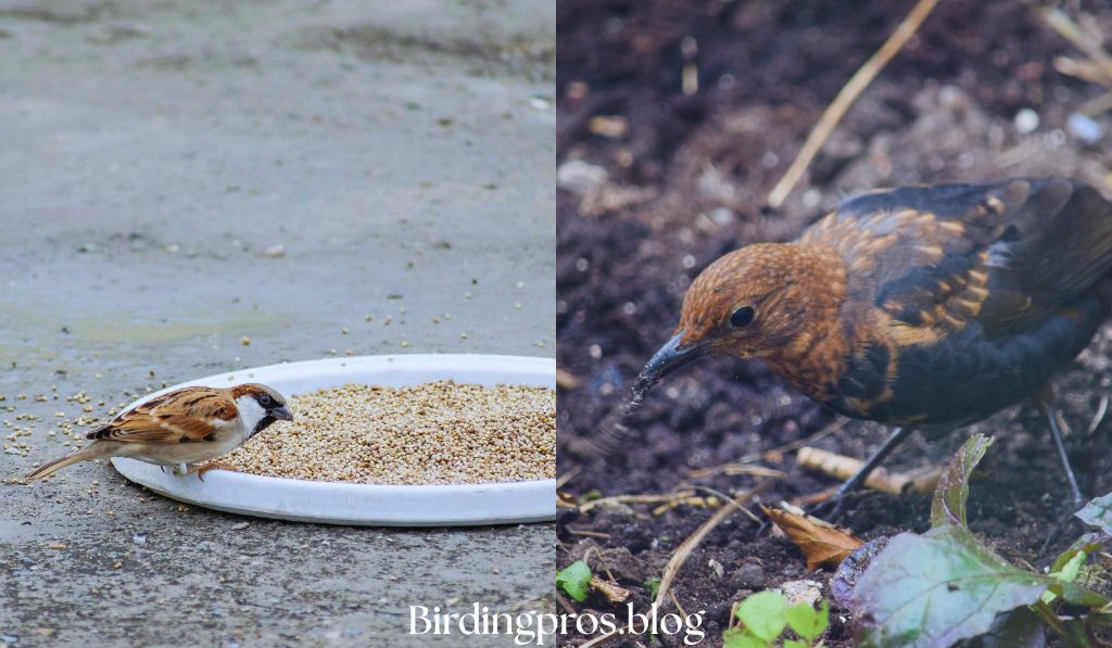 Ground Feeding Birds