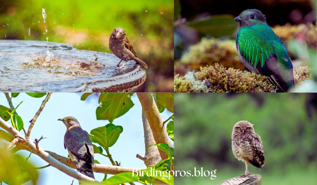 Habitat Enhancement and Bird Observation