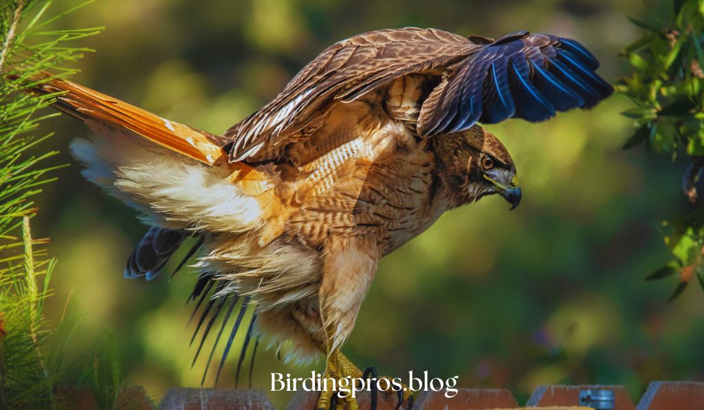 Hawk Behavior