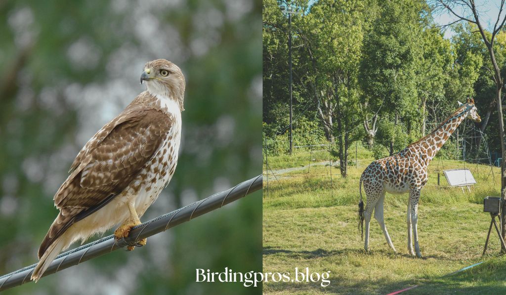 Hawk Mountain Sanctuary, Pennsylvania: Raptor Sanctuary