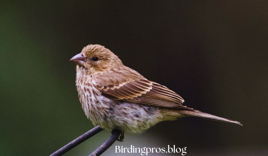House Finch