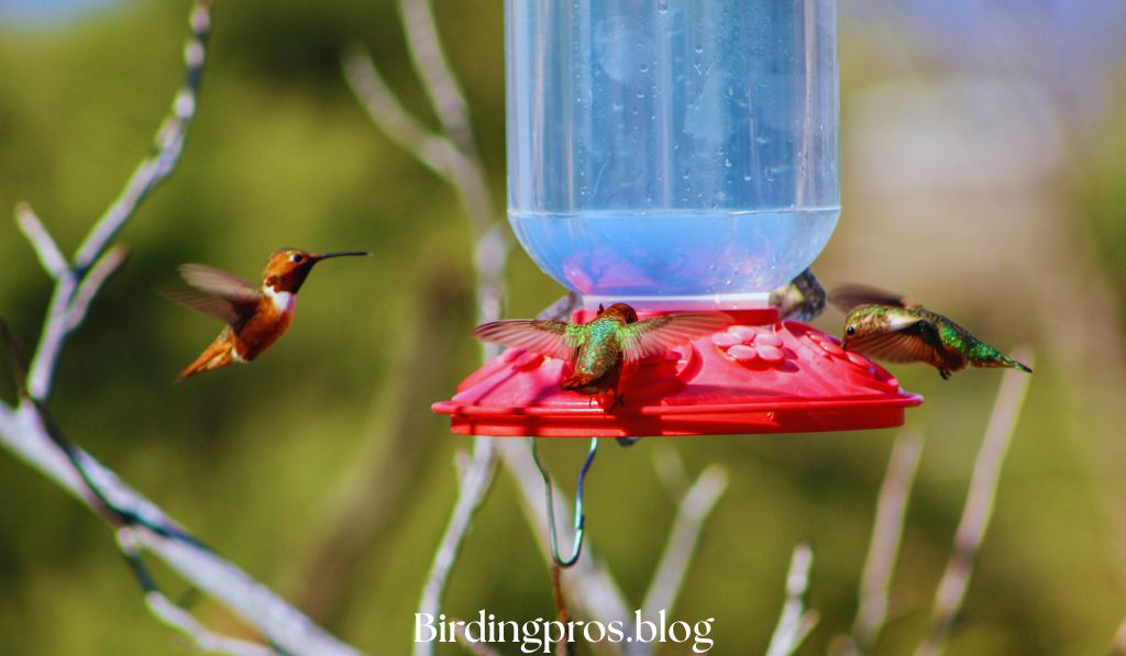 Hummingbird Feeders