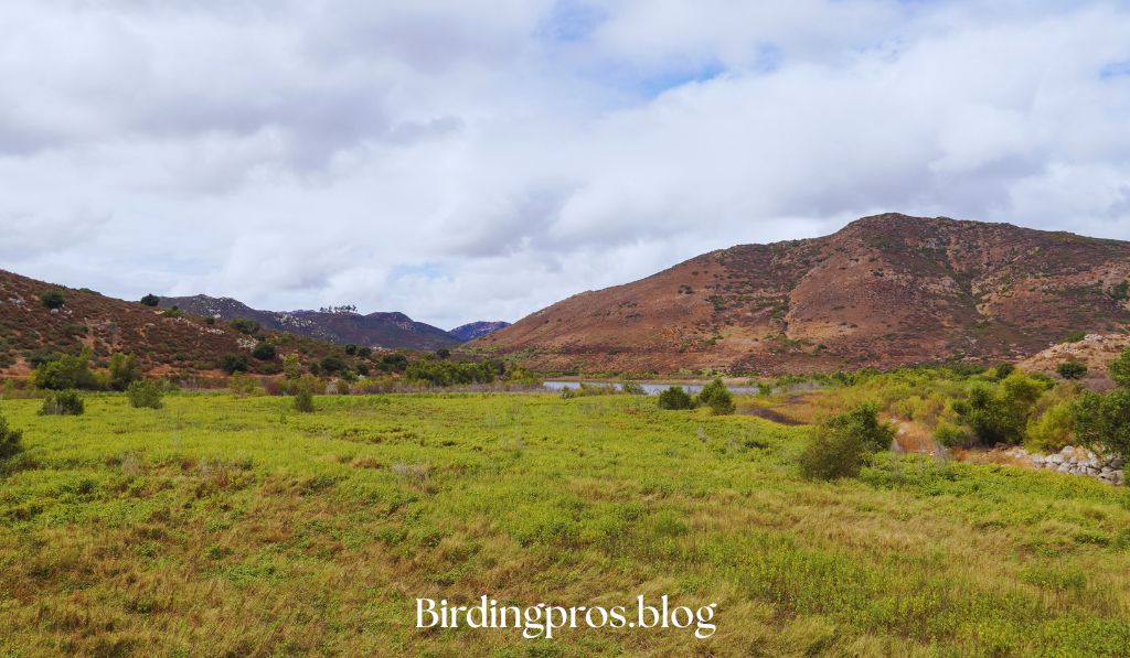 Inland and Mountain Birds of San Diego