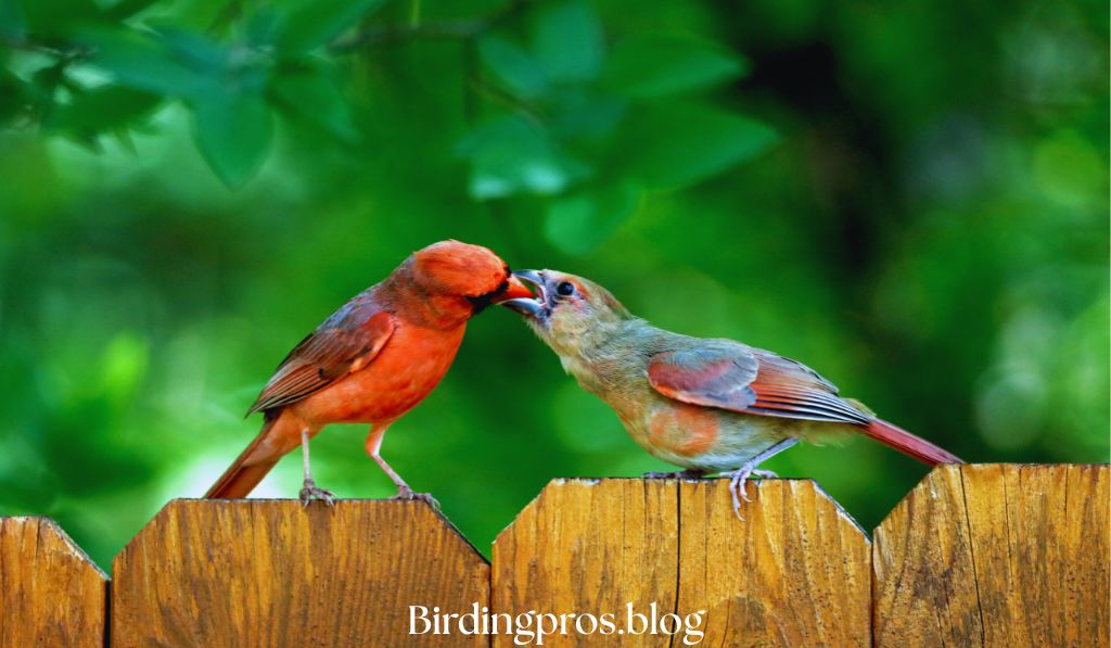 Interactions of Cardinals With Other Birds 