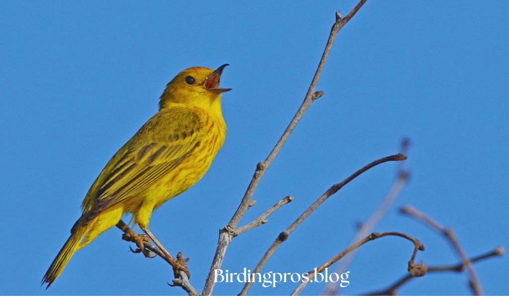 Kirtland's Warbler Small Bird, Big Recovery