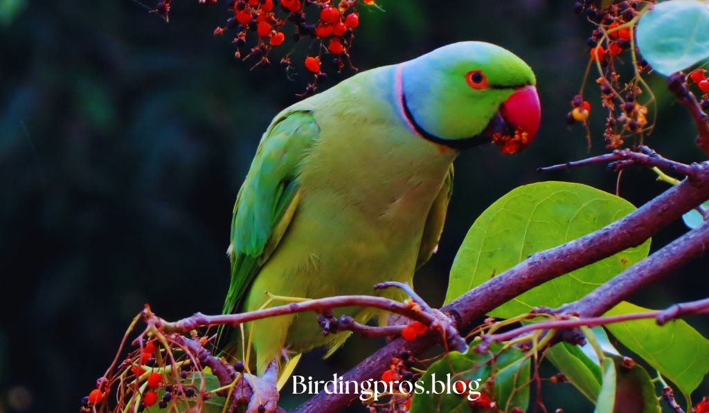 Living Space for Your Green Parrot