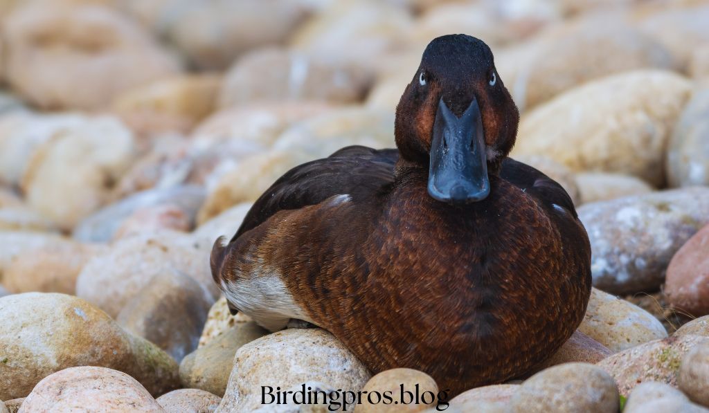Madagascar Pochard The World's Rarest Duck