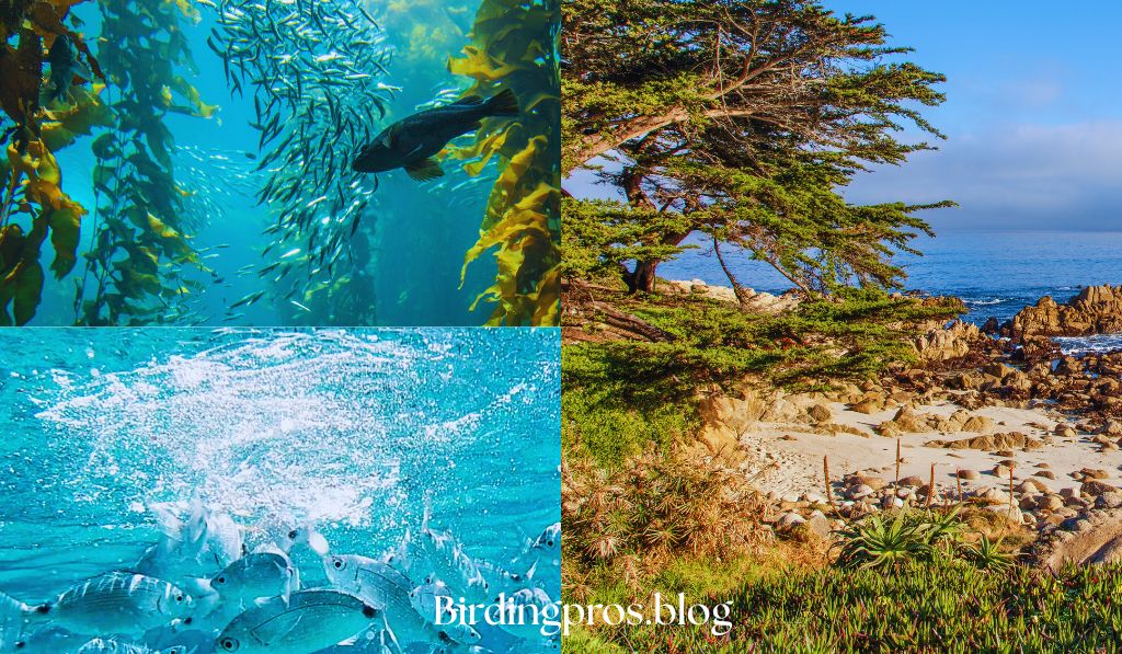 Monterey Bay, California: Seaside Splendor