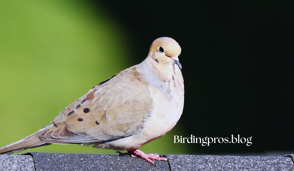 Mourning Dove