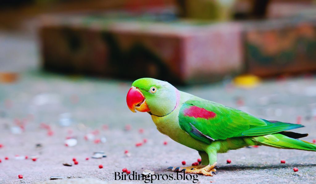 Nutrition for Green Parrot