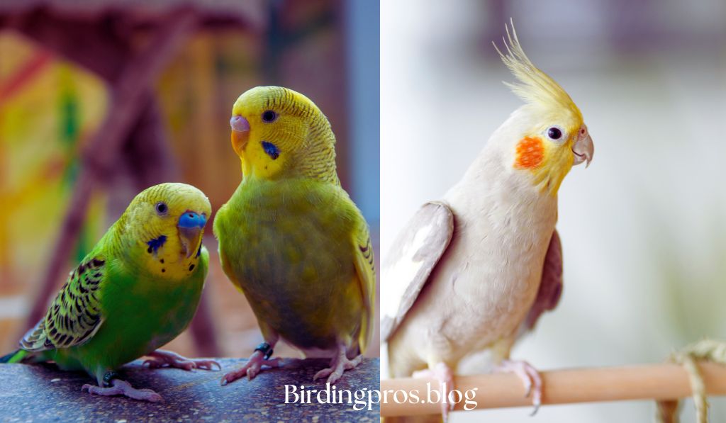 Pet Birds Name Ideas and Identification