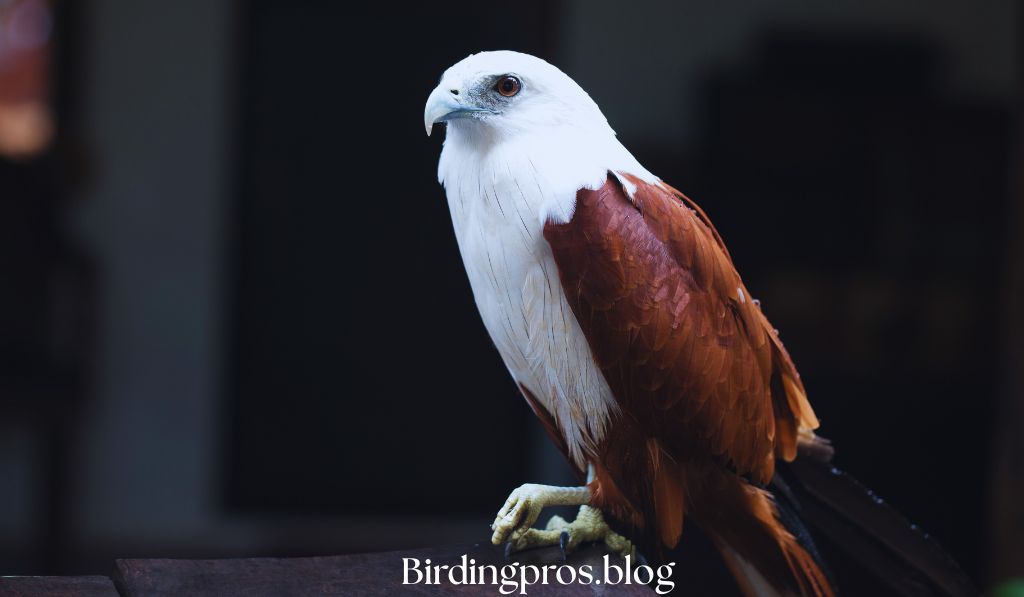 Philippine Eagle Majestic Forest Guardian
