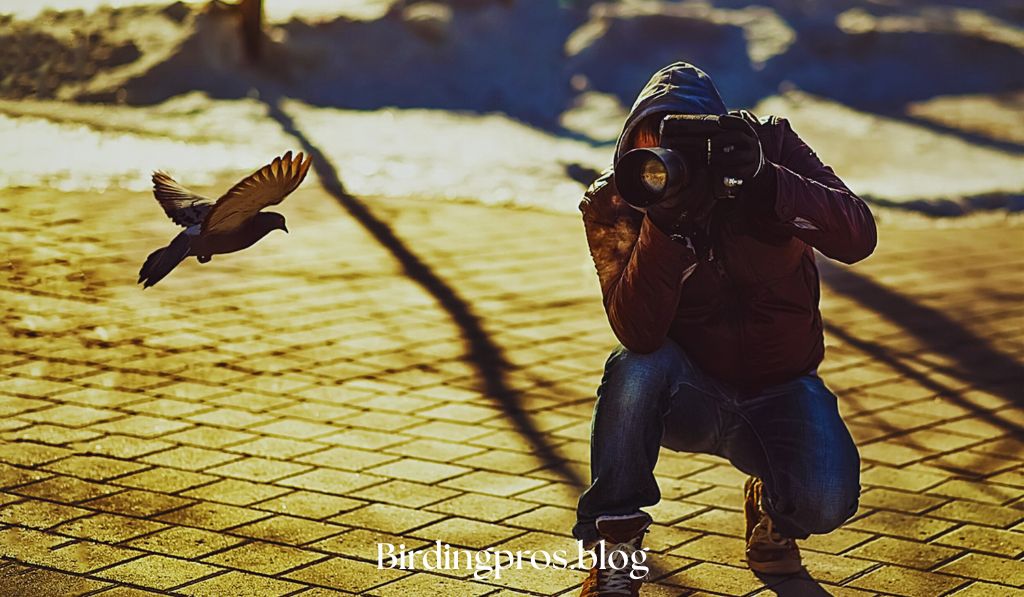 Photographing Rare Birds