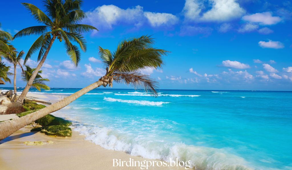 Playa Tortuga Hotel & Beach Resort, Bocas del Toro