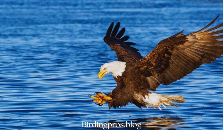 Rare Bird Sightings in California