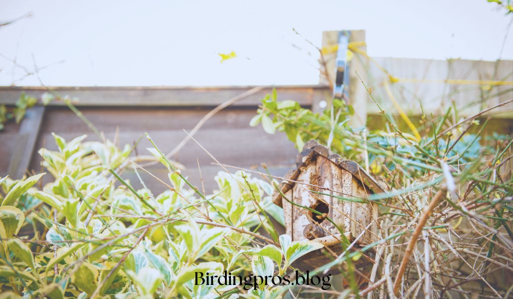 Shelter Requirements for birds